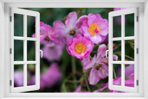 Fototapeta Naklejka Na Ścianę Okno 3D -  雨の後のピンク色のばら「ラベンダードリーム」の花のアップ