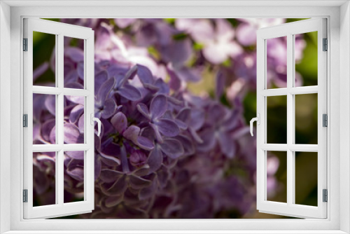 Fototapeta Naklejka Na Ścianę Okno 3D - Macro image of spring lilac violet flowers, abstract soft floral background
