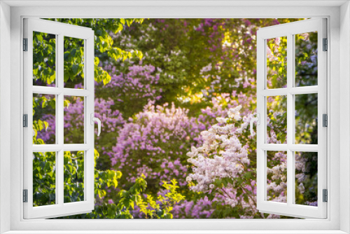 Fototapeta Naklejka Na Ścianę Okno 3D - Pink, purple, Syringa vulgaris family Oleaceae, close up, floral texture, background