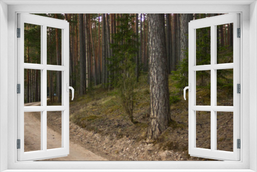 Fototapeta Naklejka Na Ścianę Okno 3D - View of the Forest Road, heading deaper in the Woods
