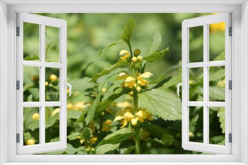 Fototapeta Naklejka Na Ścianę Okno 3D - Flowering Yellow archangel plant or Lamium galeobdolon argentatum