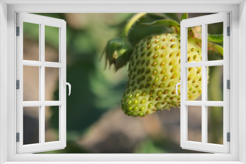 Fototapeta Naklejka Na Ścianę Okno 3D - Zielone truskawki, niedojrzały owoc truskawki, ocena zbioru truskawek
