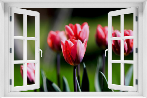 Fototapeta Naklejka Na Ścianę Okno 3D - pink tulips with green leaves on a blurred nature background