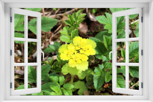 Fototapeta Naklejka Na Ścianę Okno 3D - Gradient yellow- green flower