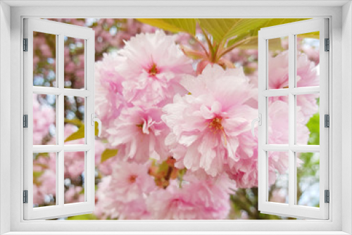 Fototapeta Naklejka Na Ścianę Okno 3D - Beautiful tree of cherry blossom, sakura branch in spring time over blue sky, pink flowers, cherry blossom branch soft toned background.