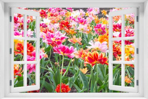 Fototapeta Naklejka Na Ścianę Okno 3D - Colorful tulips park in the field, beautiful flowers bloom in spring day. Natural tulips flowers in selective focus background