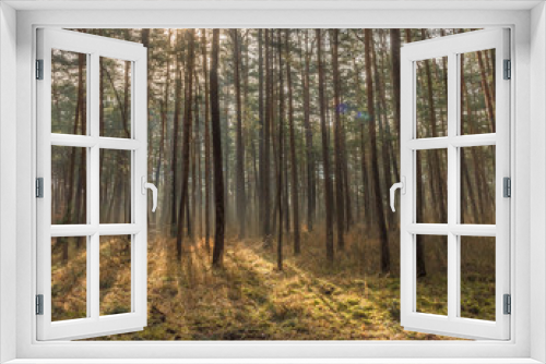 Fototapeta Naklejka Na Ścianę Okno 3D - pine forest with backlight