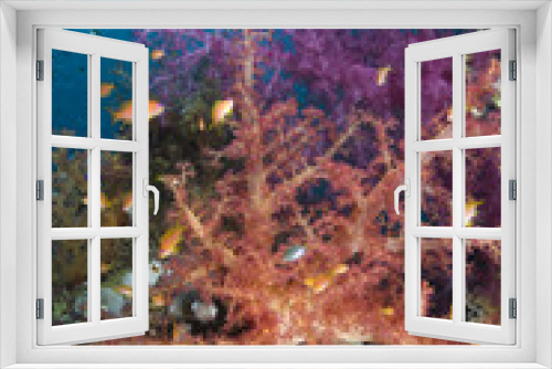 Fototapeta Naklejka Na Ścianę Okno 3D - Colorful tropical reef scene