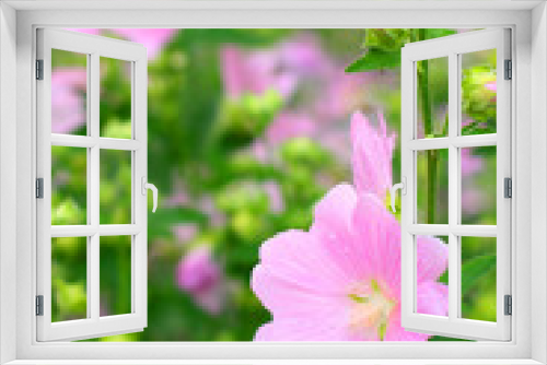 Fototapeta Naklejka Na Ścianę Okno 3D - pink spring flowers