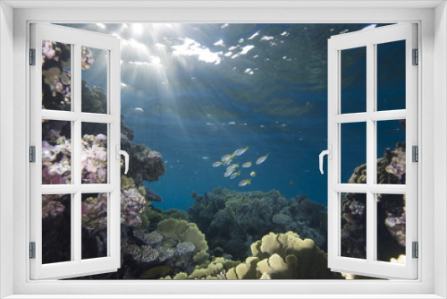 Fototapeta Naklejka Na Ścianę Okno 3D - Tropical reefscape in shallow water.