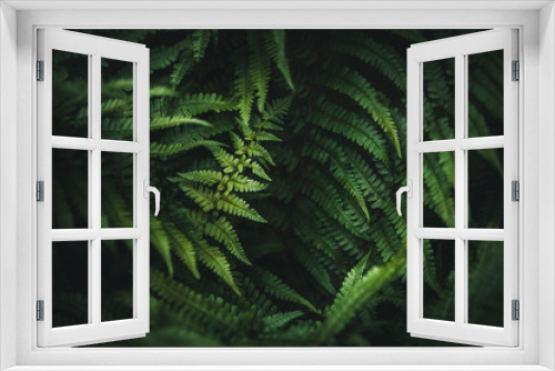 Fototapeta Naklejka Na Ścianę Okno 3D - Beautiful green fern in the forest.Texture wallpaper