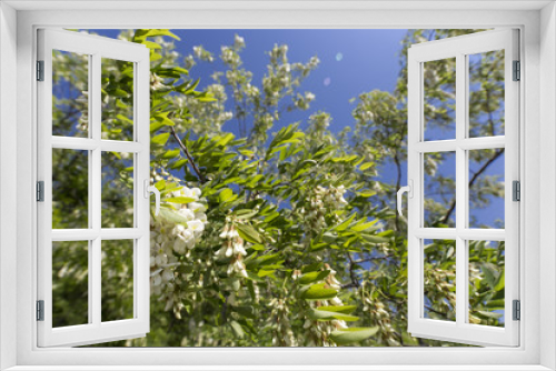 Fototapeta Naklejka Na Ścianę Okno 3D - Acacia flower tree spring forest nature sky sun beautiful organic vegan bio 