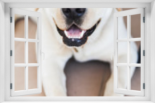 Fototapeta Naklejka Na Ścianę Okno 3D - Vertical portrait of white Labrador Retriever