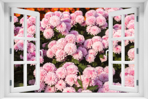 Fototapeta Naklejka Na Ścianę Okno 3D - Flowers, flowers chrysanthemum, Chrysanthemum wallpaper, chrysanthemums in autumn, chrysanthemums annuals, chrysanthemum photos,