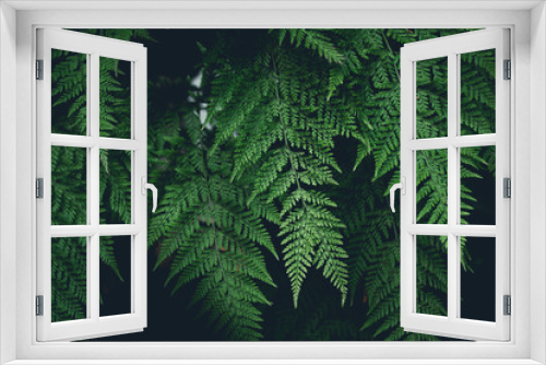 Fototapeta Naklejka Na Ścianę Okno 3D - Green Fern Leaves dark nature background