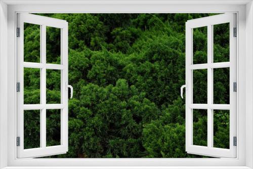 Fototapeta Naklejka Na Ścianę Okno 3D - Background with green pine,Fresh green pine leaves, Refreshing green background