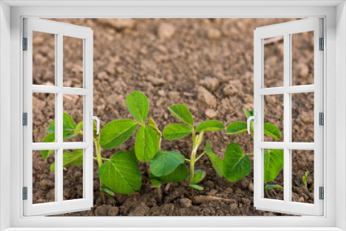 Fototapeta Naklejka Na Ścianę Okno 3D - Green ripening soybean plants. Agricultural landscape
