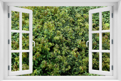 Fototapeta Naklejka Na Ścianę Okno 3D - Green Leaves Pattern / Natural Pattern Background