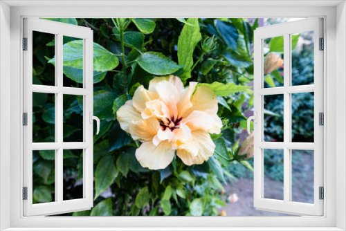 Fototapeta Naklejka Na Ścianę Okno 3D - orange flower among green leaves