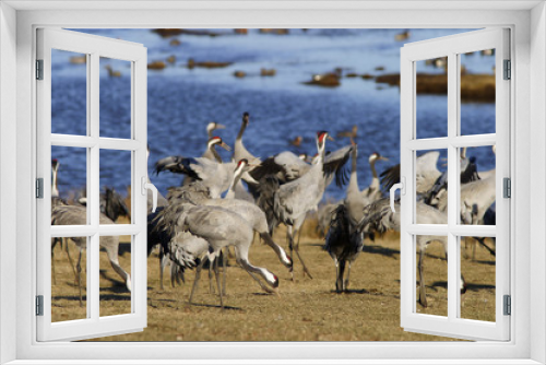 Fototapeta Naklejka Na Ścianę Okno 3D - common crane.