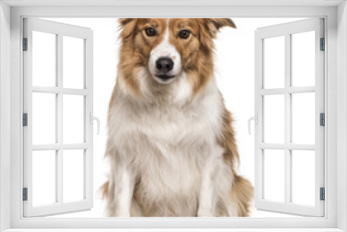 Fototapeta Naklejka Na Ścianę Okno 3D - Border Collie dog sitting against white background