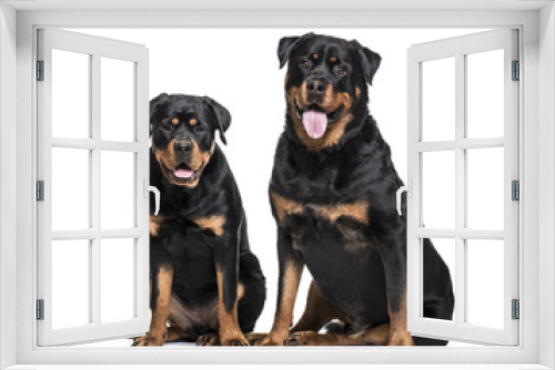 Fototapeta Naklejka Na Ścianę Okno 3D - Rottweiler dogs sitting against white background