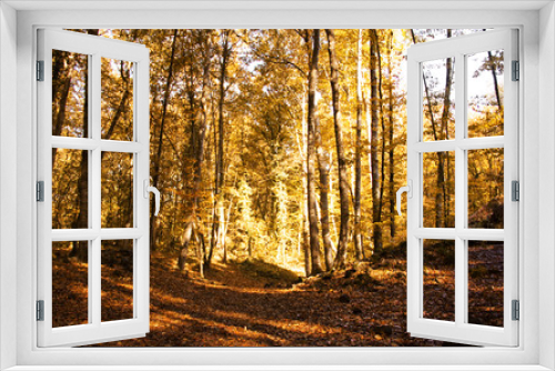Fototapeta Naklejka Na Ścianę Okno 3D - Autumn Forest. Park Road. Landscape with the autumn forest.