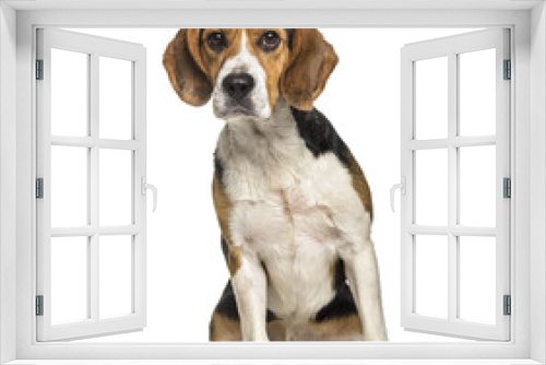 Fototapeta Naklejka Na Ścianę Okno 3D - Beagle dog , 2 years old, sitting against white background