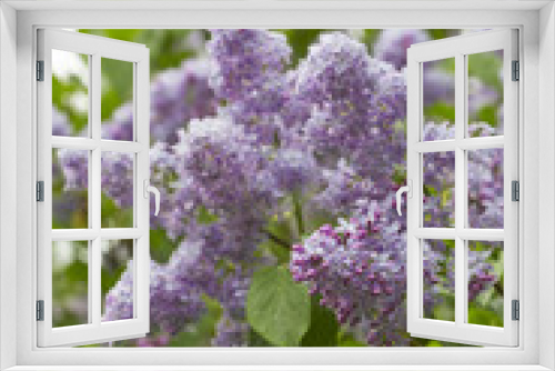 Fototapeta Naklejka Na Ścianę Okno 3D - Bunch of violet lilac flower