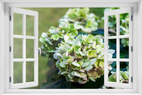 Fototapeta Naklejka Na Ścianę Okno 3D - Green Hydrangea Flowers in the Garden