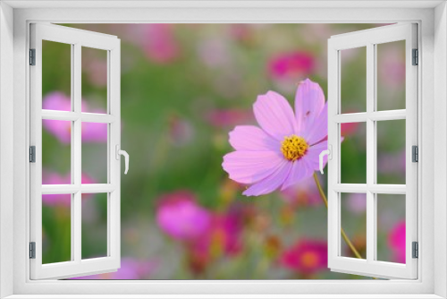 Fototapeta Naklejka Na Ścianę Okno 3D - pink cosmos flower blooming in the field


