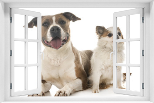 Fototapeta Naklejka Na Ścianę Okno 3D - american staffordshire terrier and chihuahua