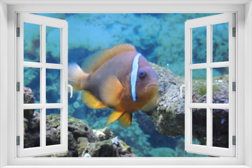 Fototapeta Naklejka Na Ścianę Okno 3D - аквариумные рыбки