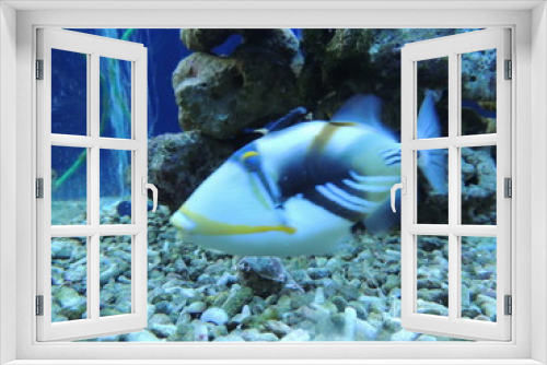 Fototapeta Naklejka Na Ścianę Okno 3D - аквариумные рыбки