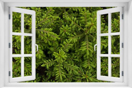 Fototapeta Naklejka Na Ścianę Okno 3D - young spruce seedlings in the greenhouse, close-up