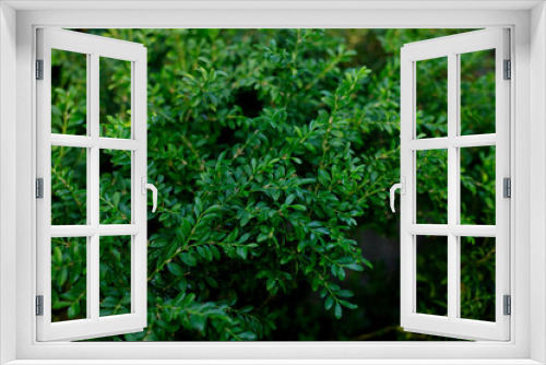 Fototapeta Naklejka Na Ścianę Okno 3D - Растение