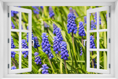 Fototapeta Naklejka Na Ścianę Okno 3D - Muscari in the spring garden