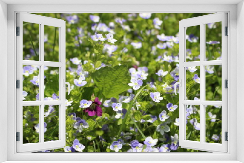 Fototapeta Naklejka Na Ścianę Okno 3D - Little Flowers