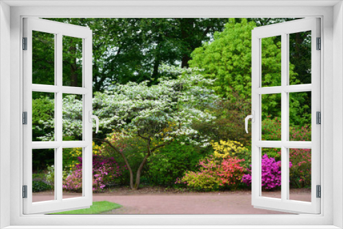 Fototapeta Naklejka Na Ścianę Okno 3D - Beautiful blooming Azalea (Rhododendron) and trees in botanical garden, Monchengladbach