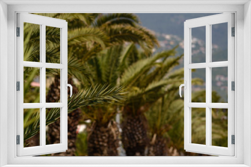 Fototapeta Naklejka Na Ścianę Okno 3D - close-up of a palm tree