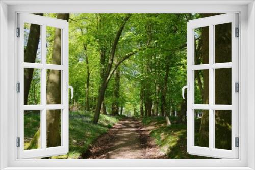 Fototapeta Naklejka Na Ścianę Okno 3D - Small path in the bluebell wood, UK