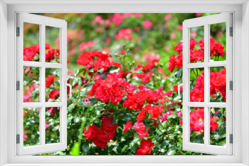 Fototapeta Naklejka Na Ścianę Okno 3D - colorful flower garden