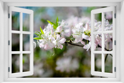 Fototapeta Naklejka Na Ścianę Okno 3D - White rhododendron blooms against the background of green grass 