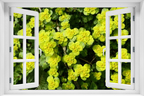 Fototapeta Naklejka Na Ścianę Okno 3D - Young flowers on the field in spring