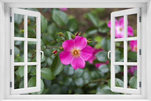 Fototapeta Naklejka Na Ścianę Okno 3D - ピンク色のばら「ハイウェイローズ」の花のアップ