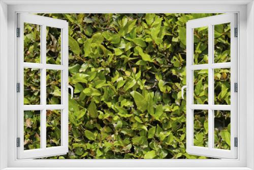 Fototapeta Naklejka Na Ścianę Okno 3D - Green Bush. Green leaves wall background.