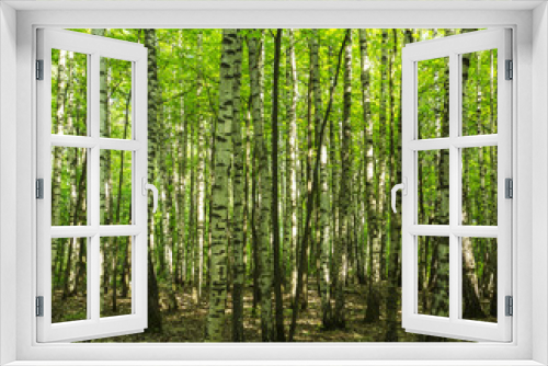 Fototapeta Naklejka Na Ścianę Okno 3D - Forest scenery on a sunny spring summer day with grass alive birch trees and  green leaves at branches at a park botanical outdoor image