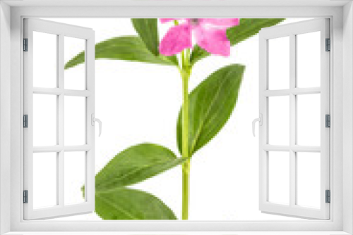 Fototapeta Naklejka Na Ścianę Okno 3D - Pink flower of periwinkle, lat. Vinca, isolated on white background