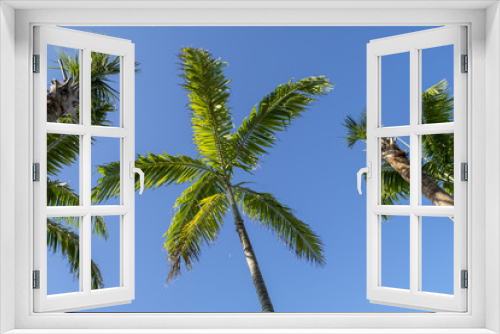 Fototapeta Naklejka Na Ścianę Okno 3D - Palm trees and sky