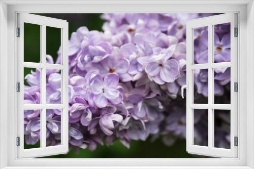 Fototapeta Naklejka Na Ścianę Okno 3D - Close uo of violet lilac from the garden